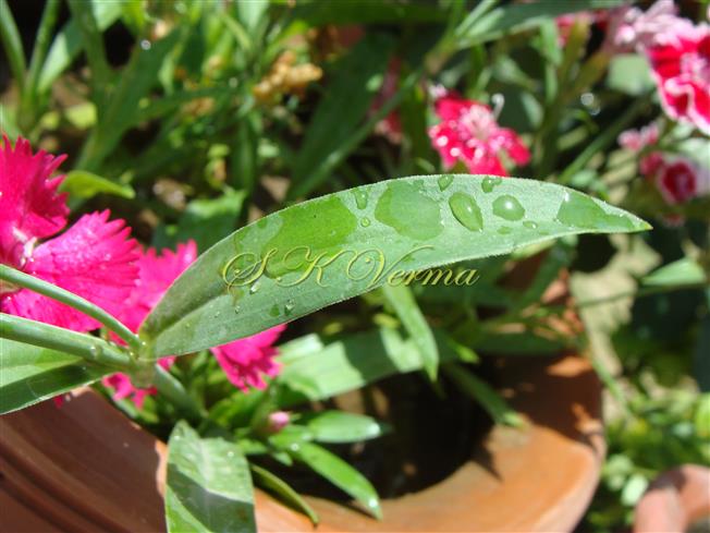  Leaf